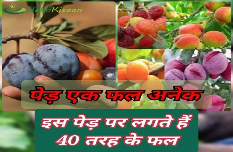 एक ही पेड़ पर उगाए 40 तरह के फल