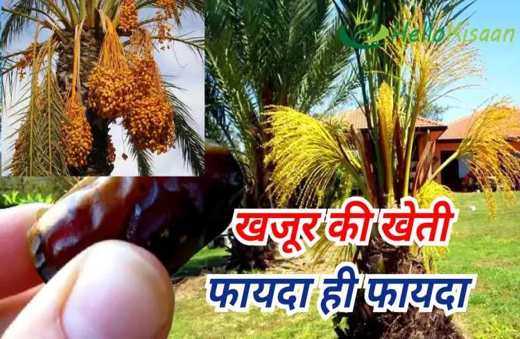 खजूर की खेती से किसान बनेगा करोड़पति