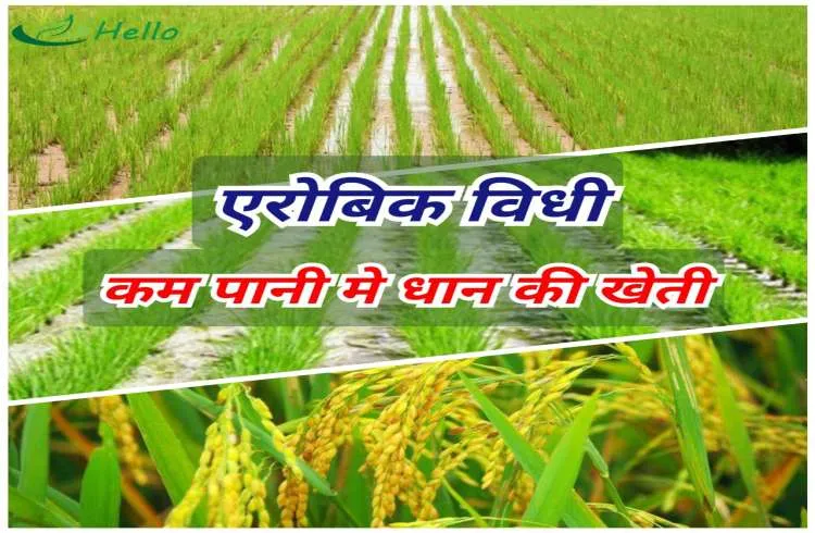 अब कम पानी में भी होगी धान की खेती 