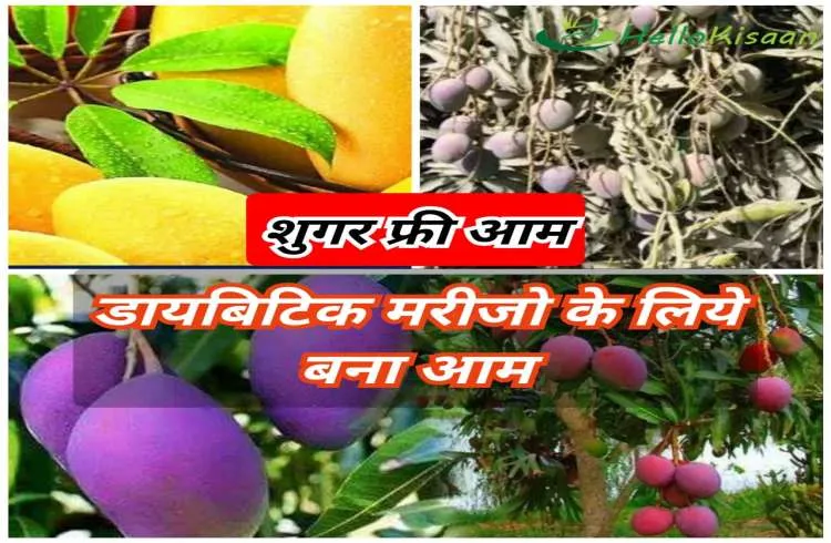 शुगर का मरीज भी खायेगा भरपेट आम,पाकिस्‍तान के किसान ने किया तैयार