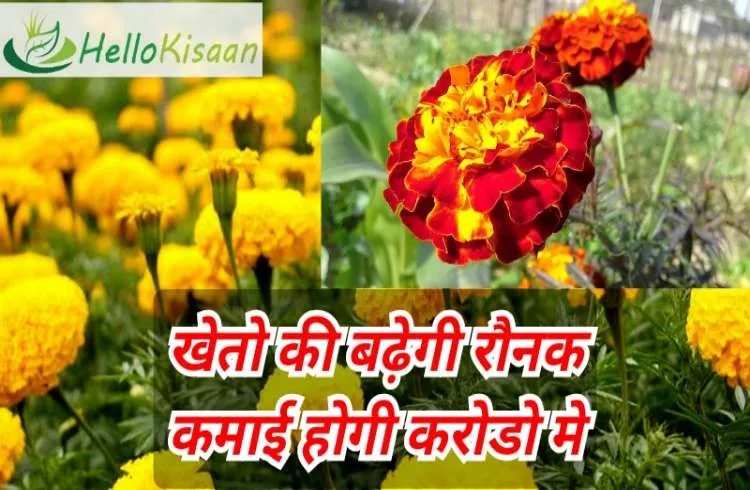 गेंदे की खेती:- खेतो की बढ़ेगी रौनक,कमाई होगी करोडो में