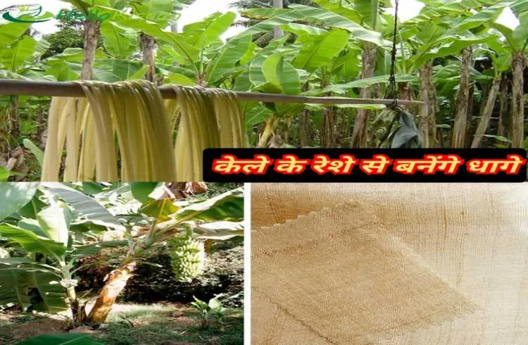 केले के तने के रेशे से बन रहे धागे, इन महिलाओं से सीखिए
