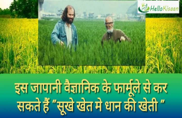 जापान के इस वैज्ञानिक के फार्मूले से आप कर सकते है सूखे खेत में धान की खेती