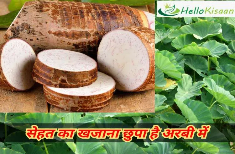 स्वाद के साथ आपके स्वास्थ्य के लिए भी फायदेमंद अरबी 