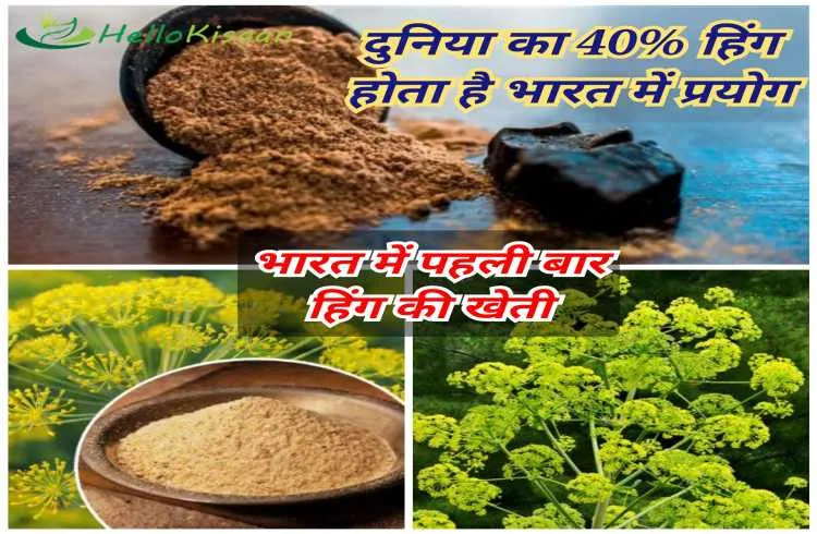 भारत में पहली बार हींग की खेती, दुनिया का 40% हींग होता है भारत में इस्तेमाल