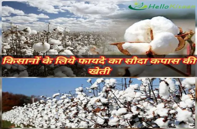 किसानों के लिए फायदे का सौदा कपास की खेती