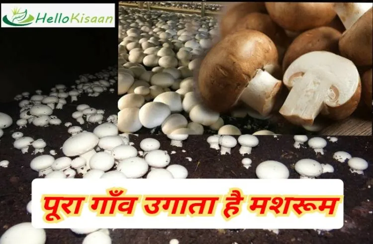 इस गांव का हर परिवार करता है मशरूम की खेती