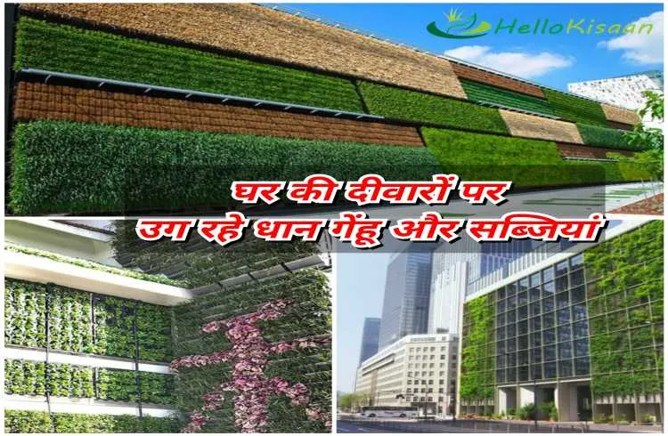 घर की दीवारों पर उगाये गेहूं ओर बाकी सब्जियां