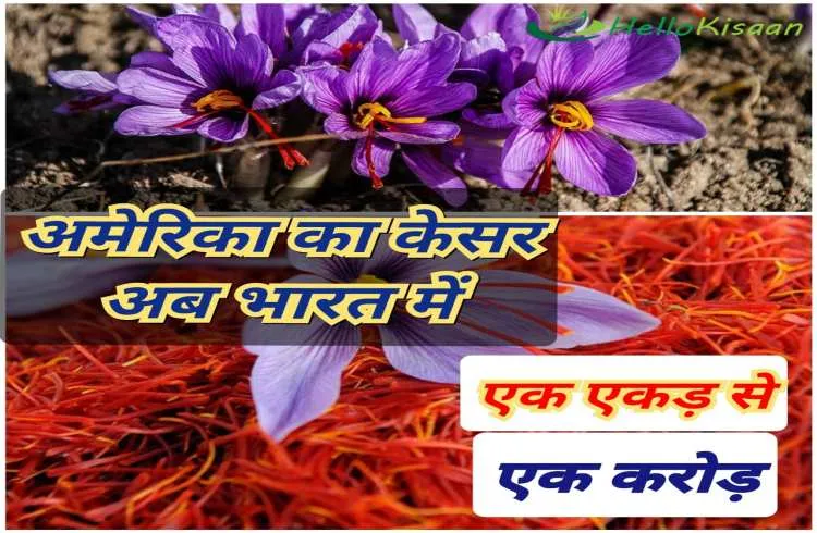 एक एकड़ में हुआ एक करोड़ का अमेरिकी केसर