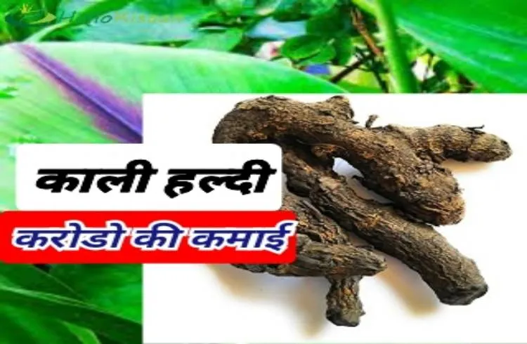 काली हल्दी,लाखो गुण करोड़ो की कमाई