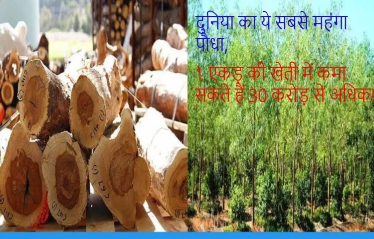 दुनिया का ये सबसे महऺगा पौधा,1 एकड़ की खेती में कमा सकते हैं 30 करोड़ से अधिक!