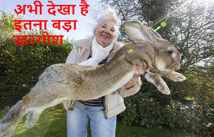 दुनिया का सबसे बड़ा खरगोश