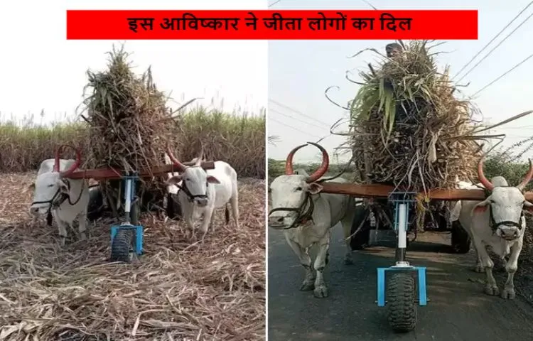 बैलों का बोझ कम करने छात्रों ने किया रोलिंग स्पोर्ट का आविष्कार,   लोगों का भी जीता दिल