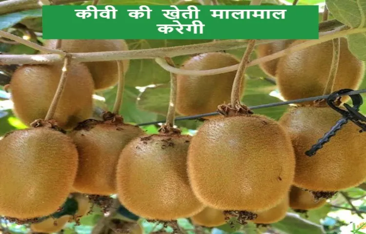 कीवी की खेती मालामाल करेगी