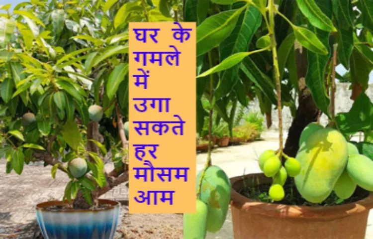 घर के गमले में उगा सकते हर मौसम आम