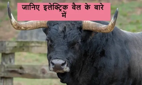 खेत में बैल की जगह चलेगा इलेक्ट्रिक बैल