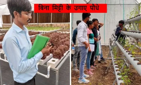 बिना मिट्टी के उगाए पौधे