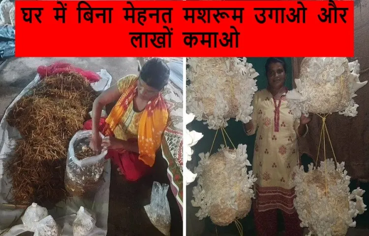 घर में बिना मेहनत मशरूम उगाओ और लाखों कमाओ