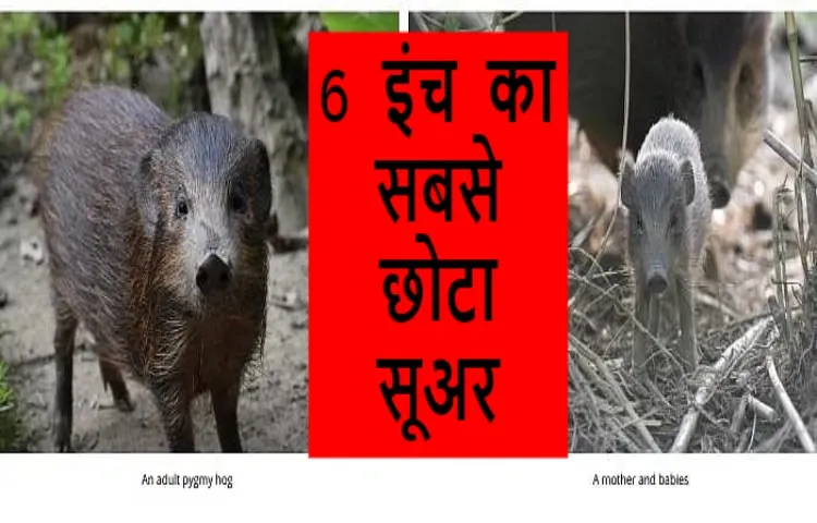 छह इंच का सबसे छोटा सूअर