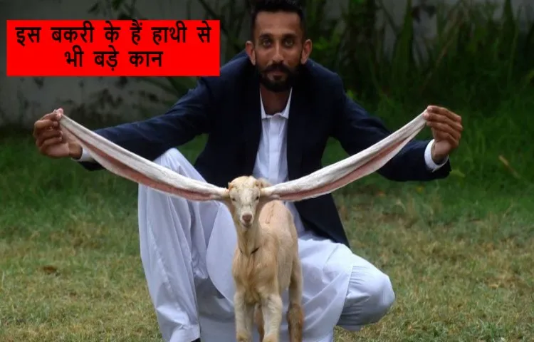 इस बकरी के हैं हाथी से भी बड़े कान