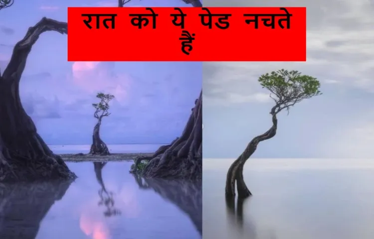 रात को ये पेड नचते हैं