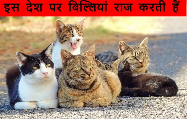 इस देश पर बिल्लियां राज करती हैं