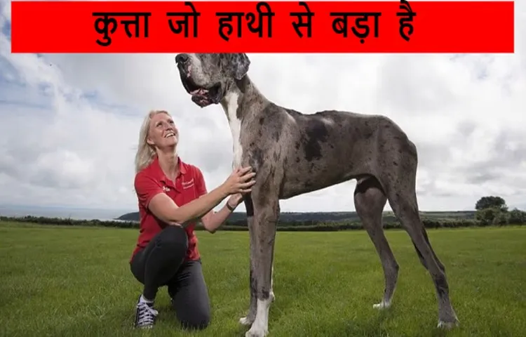 कुत्ता जो हाथी से बड़ा है
