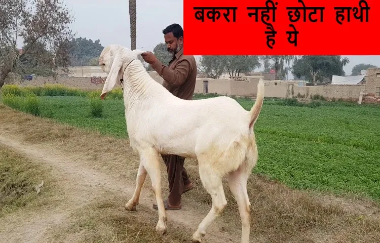बकरा नहीं छोटा हाथी है ये