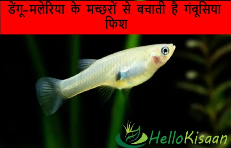 डेंगू-मलेरिया के मच्छरों से बचाती है गंबूसिया फिश