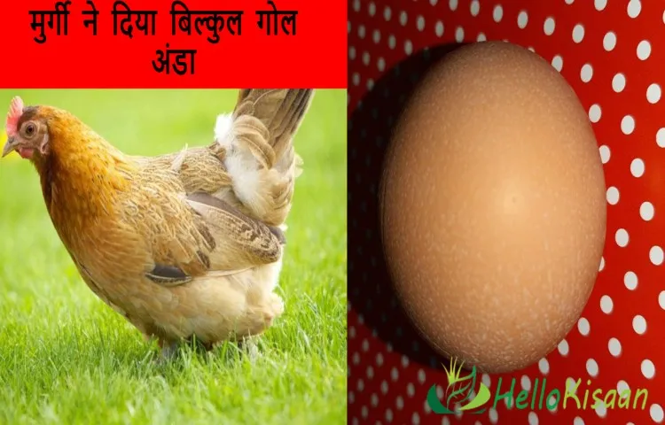 मुर्गी ने दिया बिल्कुल गोल अंडा
