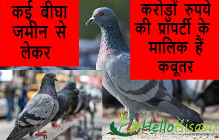 कई बीघा जमीन से लेकर करोड़ों रुपये की प्रॉपर्टी के मालिक हैं कबूतर