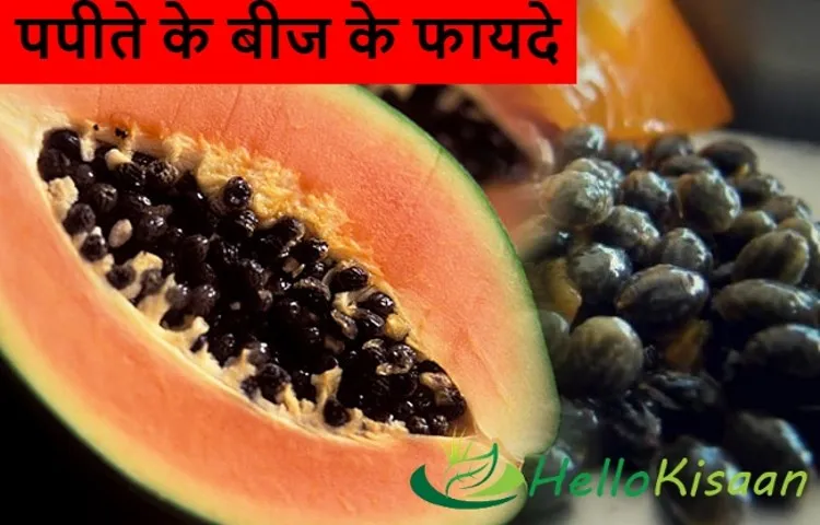 पपीते के बीज के फायदे
