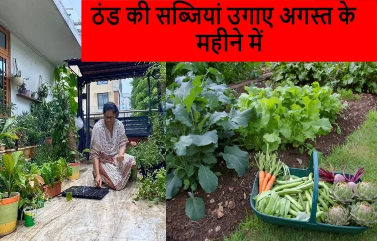 ठंड की सब्जियां उगाए अगस्त के महीने में