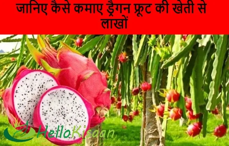 जानिए कैसे कमाए ड्रैगन फ्रूट की खेती से लाखों