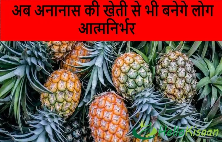अब अनानास की खेती से भी बनेगे लोग आत्मनिर्भर