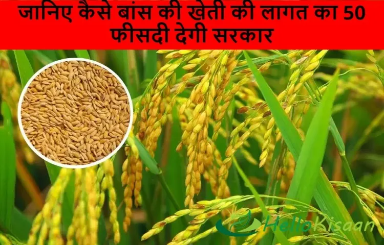 जानिए कैसे बांस की खेती की लागत का 50 फीसदी देगी सरकार