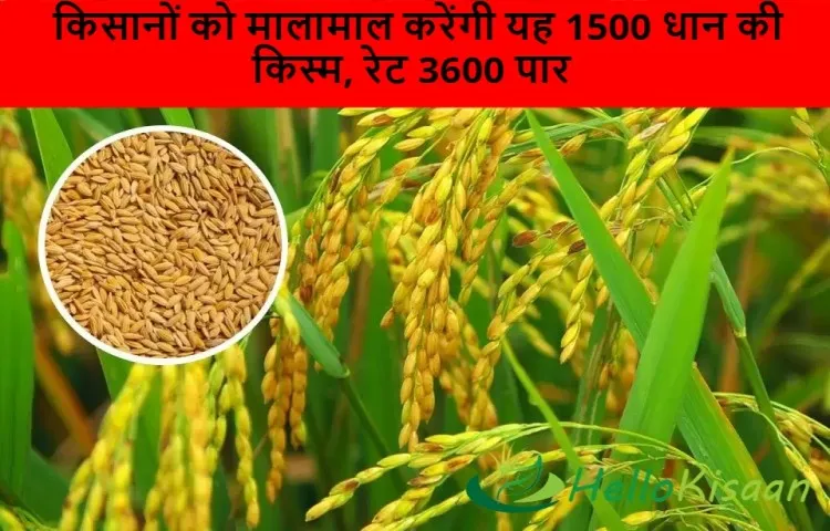किसानों को मालामाल करेंगी यह 1500 धान की किस्म, रेट 3600 पार
