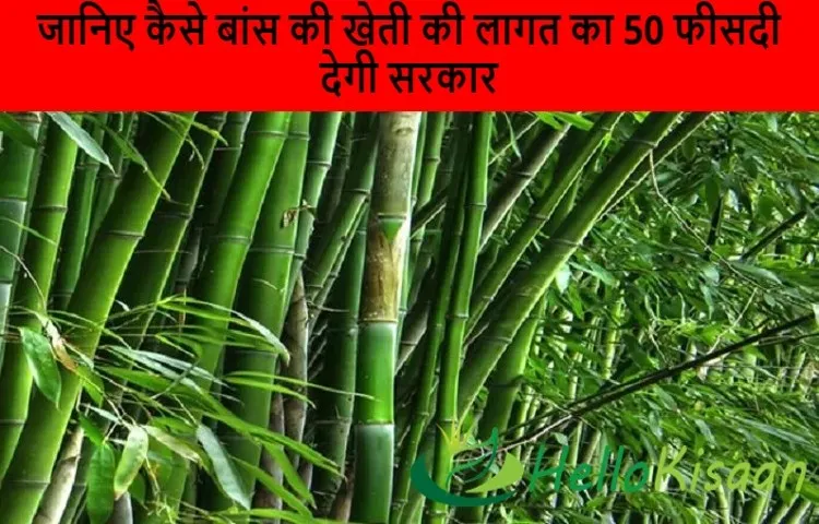 जानिए कैसे बांस की खेती की लागत का 50 फीसदी देगी सरकार