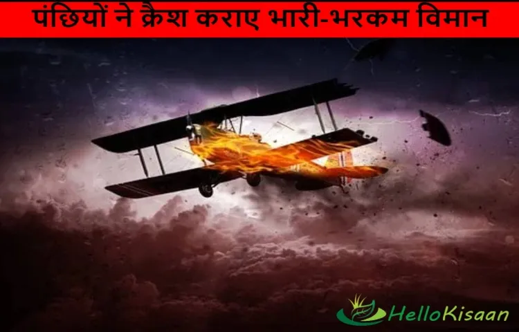 पंछियों ने क्रैश कराए भारी-भरकम विमान