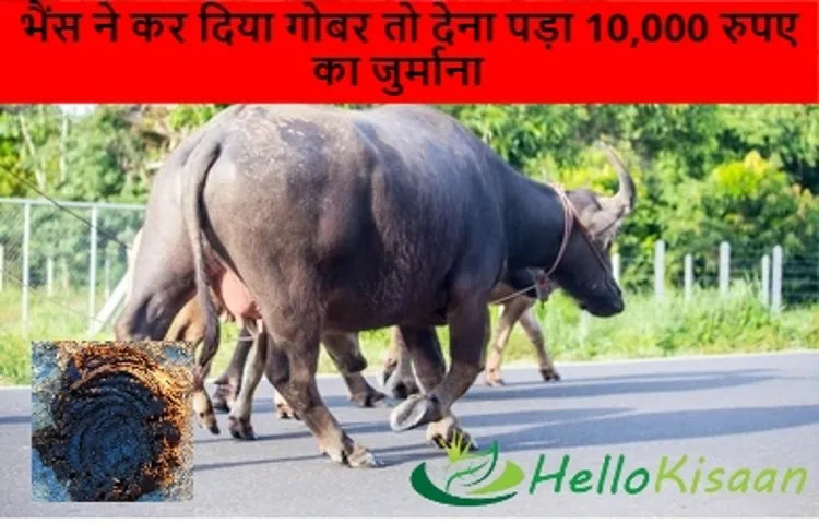 भैंस ने कर दिया गोबर तो देना पड़ा 10,000 रुपए का जुर्माना