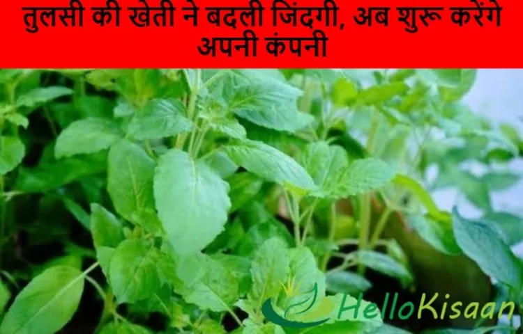 तुलसी की खेती ने बदली जिंदगी, अब शुरू करेंगे अपनी कंपनी