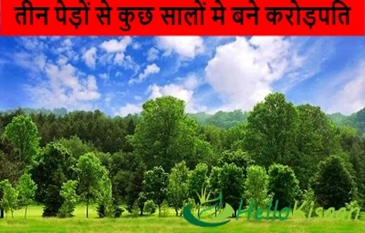 तीन पेड़ों से कुछ सालों मे बने करोड़पति