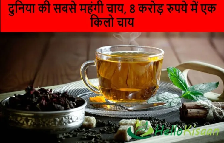 दुनिया की सबसे महंगी चाय, 8 करोड़ रुपये में एक किलो चाय