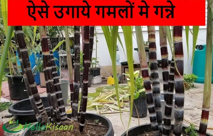 ऐसे उगाये गमलों मे गन्ने