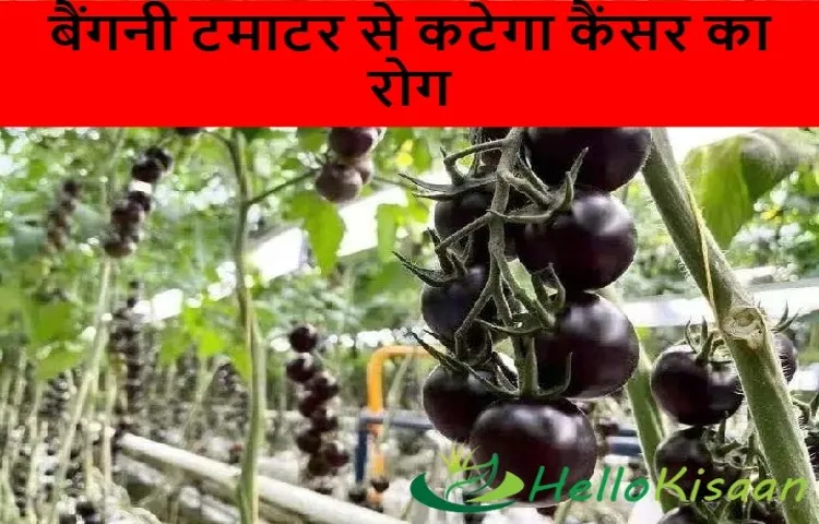 बैंगनी टमाटर से कटेगा कैंसर का रोग