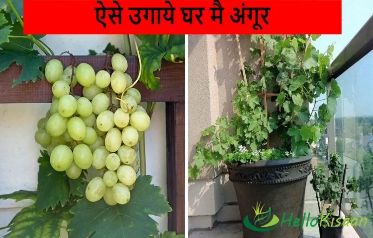 ऐसे उगाये घर मै अंगूर