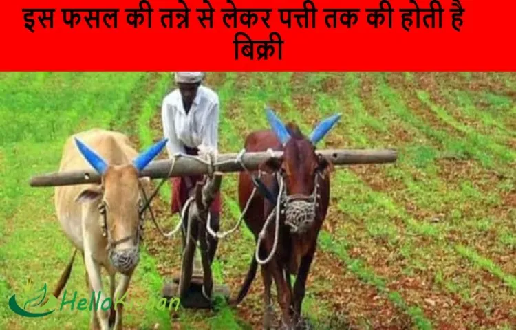 इस फसल की तन्ने से लेकर पत्ती तक की होती है बिक्री