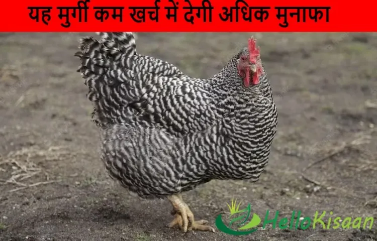 यह मुर्गी कम खर्च में देगी अधिक मुनाफा