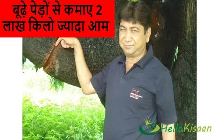 बूढ़े पेड़ों से कमाए 2 लाख किलो ज्यादा आम