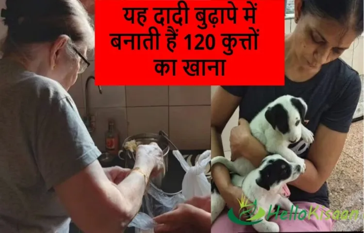 यह दादी बुढ़ापे में बनाती हैं 120 कुत्तों का खाना